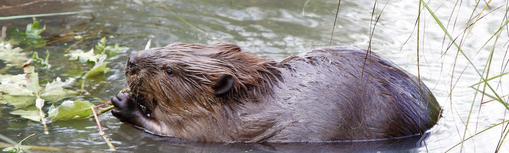 beaver in the water eating